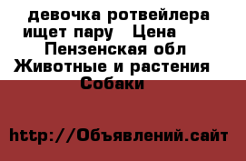 девочка ротвейлера ищет пару › Цена ­ 1 - Пензенская обл. Животные и растения » Собаки   